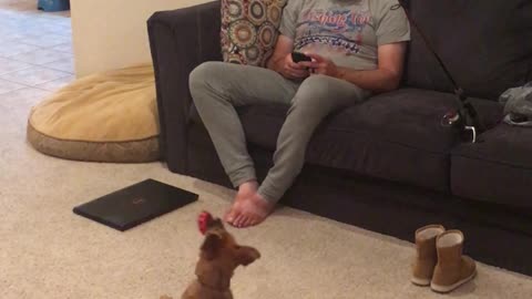 Ingenious Way to Entertain Puppy