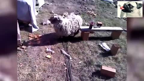 Rotes and sheep's attack funny