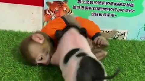 Baby Monkey and Baby Pig playing around!