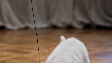 Funny cat catching training videos😄