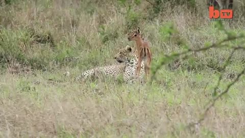 Beautiful ffriendship Deer and tiger.