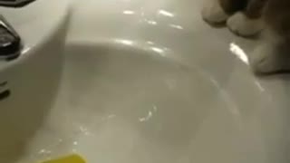 Cat spills water cup in sink