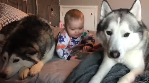 In the Morning time with Huskies and Baby