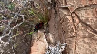 2 desert blister beetles mating or fighting....