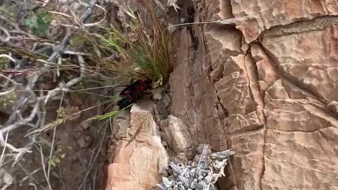 2 desert blister beetles mating or fighting....