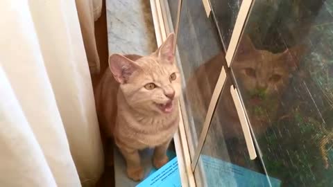 Finn the Orange Cat chatting to a lizard