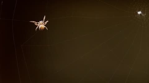 Spider weaving its web