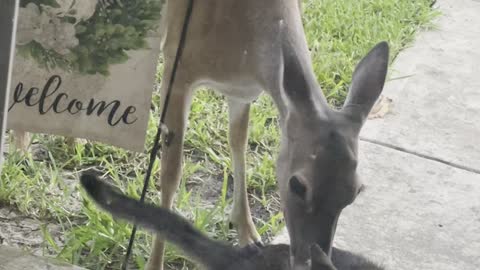 Mama Deer Takes Wild Kitty as Her Own