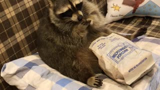 Raccoon Snacks and Watches Television