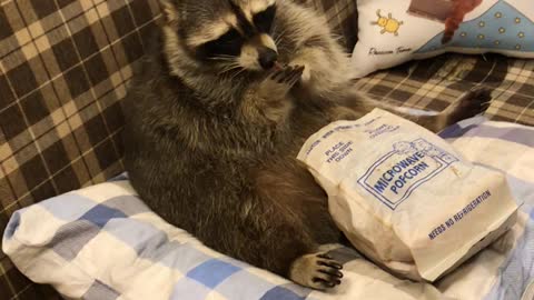 Raccoon Snacks and Watches Television