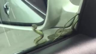 Sneaky Snake Hitches a Ride