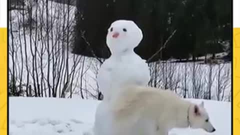 The rebound dog pees his way into the snowman