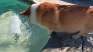 Corgi Splashes From Side of Pool