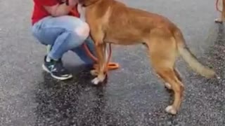 #5 male mastiff mix being petted