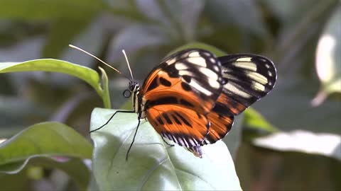 butterfly folding wings