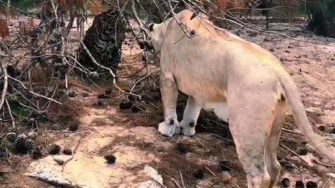 Big Cats Spooked By SNAKE