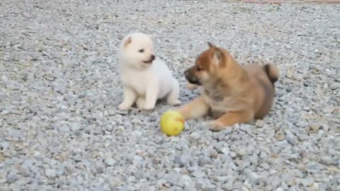 dog play balls