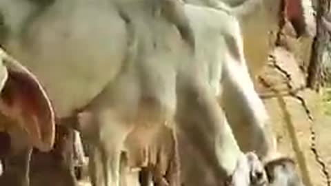 Cow And Children Love Video || full Virls Video