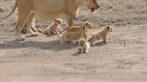 the six lion cubs come first time out of field