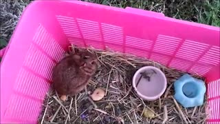 🐇 Releasing Baby Bunny 😇