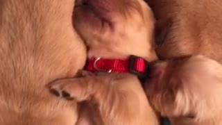 Newborn puppies make the cutest sounds while sleeping