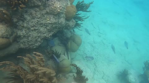 Free dive in Bermuda, Cooper's Island.