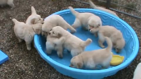 5 week old golden retriever puppies really mad when someone doesn't fill their pool!