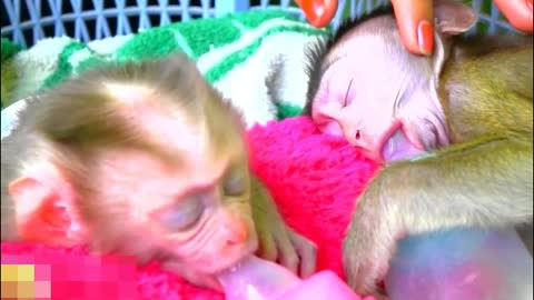 Cute Baby Monkey Sleep Sucking Bottle.Milk Deeply Asleep- Adorable Monkeys #011