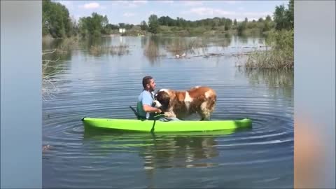 Look at this Dog on a Boat!😍😍😍