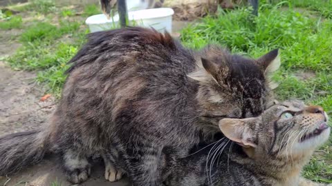 A tabby male cat in heat jumps on the other male cat_ thinking it is a female