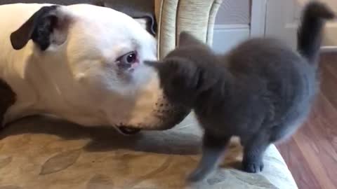 Dog and kitten meet