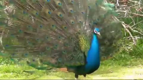 🦚 peacock mating/how do peacock mating real video 🦚
