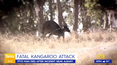 Man dies after kangaroo attack | 9 News Australia