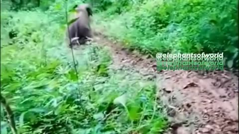 Elephant 🐘 sliding