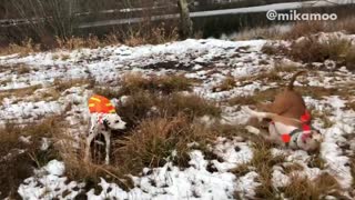 Two dogs wearing orange vests run outside and roll around on snowy ground