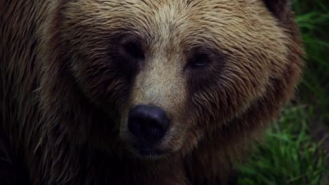 Bear swimming in the river FULL HD