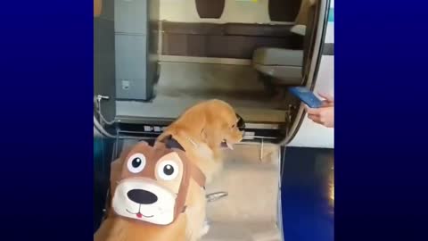 Traveling dog gets on plane