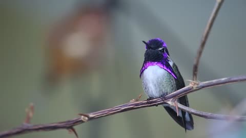 Close Up Shot of a Humming Bird