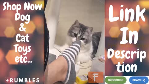 Dog Like To Shake Her Head | Cat Smell Her Socks Then Shocked | Forever Living Intl