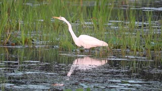 Egret walking so slow