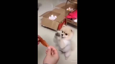BEAUTIFUL AND FUNNY PUPPIES ORDERING FOOD