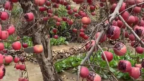 Farm Fresh Ninja Fruit Cutting Desi Satisfying Fruit Ninja Fruit Ideas | Amazing Fruits Video