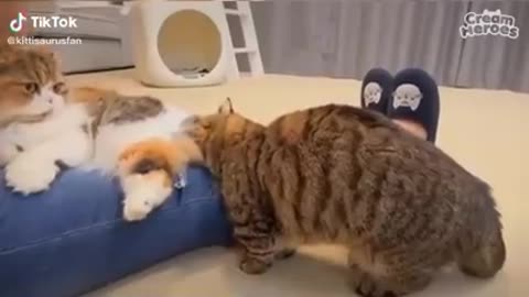 Funny cats😅😅