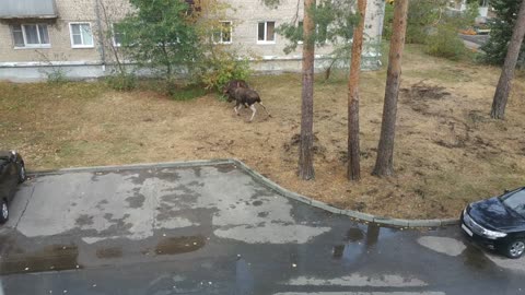 Moose Battle in the Yard