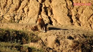 A small red fox