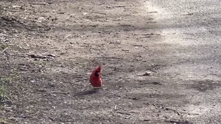 Cardinal scouring for food 😊😊👍