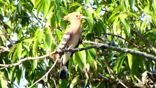 Hoopoe bird video