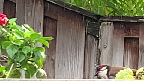 Red Whiskered Bulbuls can’t wait for me to wire tie the grapes