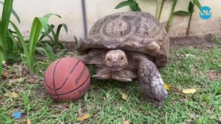 Tortoise playing soccer (1)