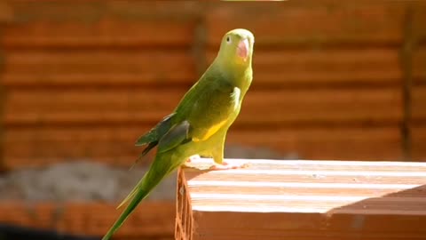 Beautiful greenshade parrot